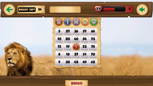 Bingo Safari