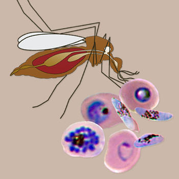 Central American Malaria Vectors 教育 App LOGO-APP開箱王