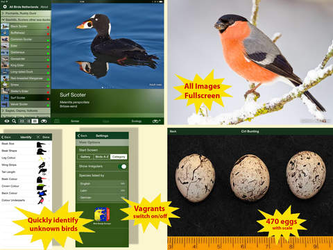 【免費書籍App】All Birds Netherlands - A Complete Field Guide to the Official List of Bird Species Recorded in the Netherlands-APP點子