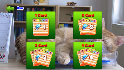 【免費遊戲App】Bingo Cats Game-APP點子