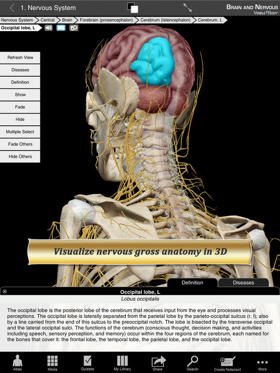 Brain and Nervous Anatomy Atlas: Essential Reference for Students and
