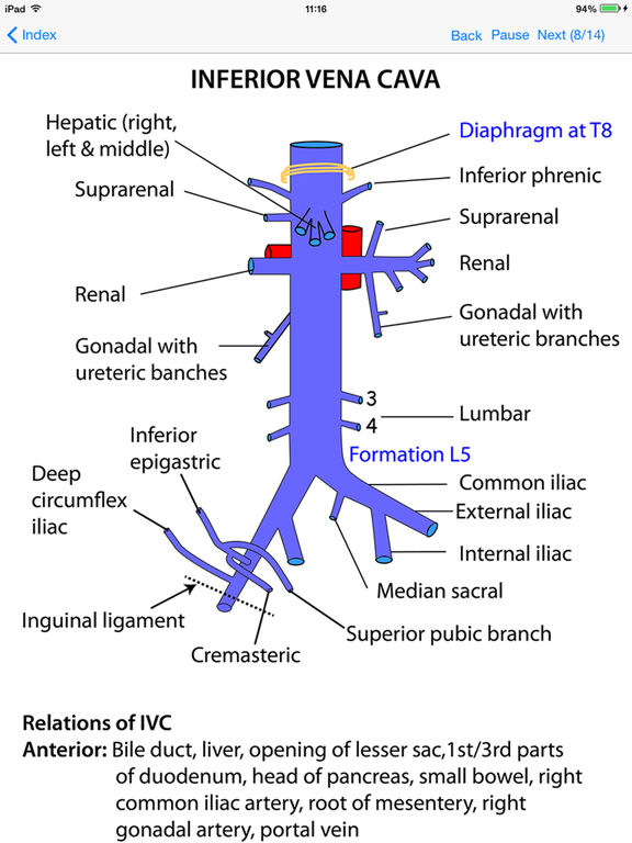 Anatomy Lectures Thorax And Abdomen On The App Store