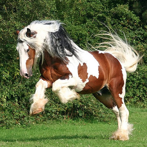 Best Horse Breeds