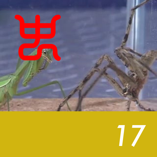 Insect arena 4 - 17.Huntsman spider VS Praying mantis