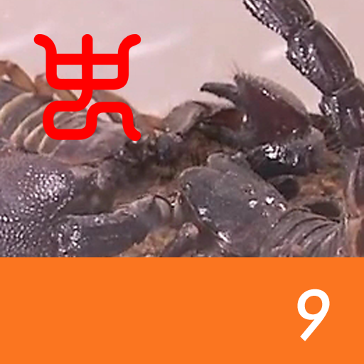 Insect arena 7 - 9.Emperor scorpion VS Flatrock scorpion