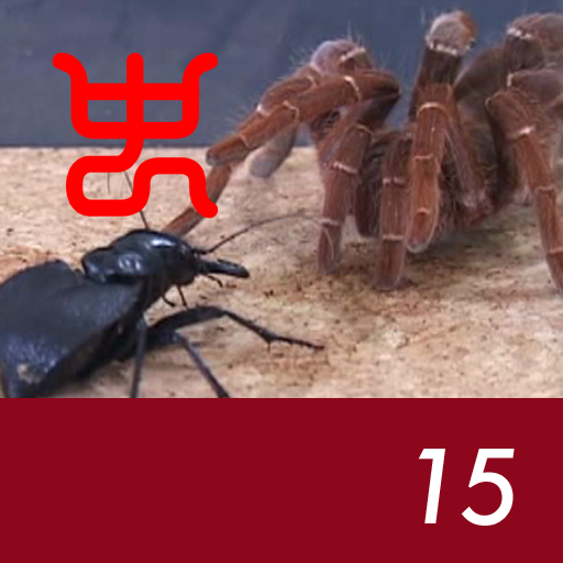 Insect arena 3 - 15.Manticora tiger beetle VS King baboon