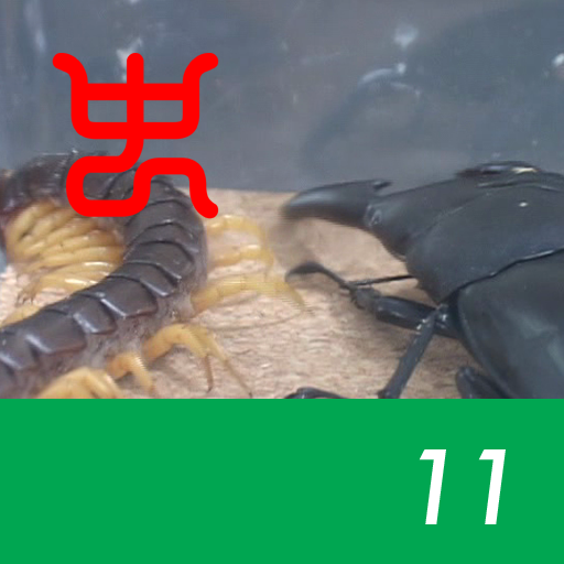 The world's strongest king of insect decision Vol.1 - 11.Palawan stag beetle VS Vietnam giant centipede
