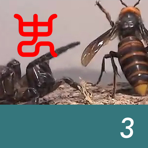 Insect arena 6 - 3.Asian giant hornet VS African trapdoor spider