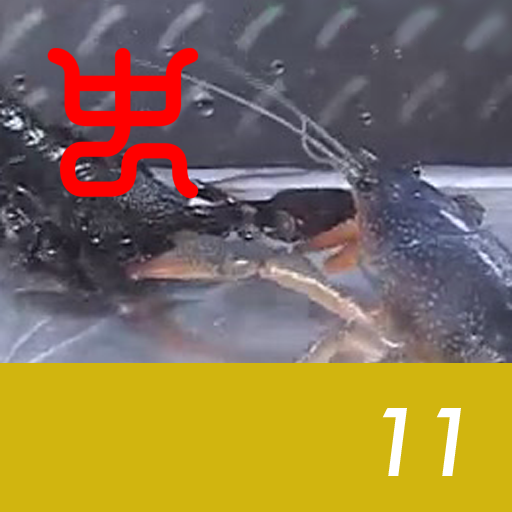 Insect arena 4 - 11.Emperor scorpion VS Blue yabbie