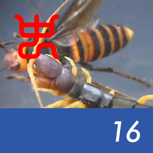 Insect Arena 2 - 16.Asian giant hornet VS Okinawan giant centipede