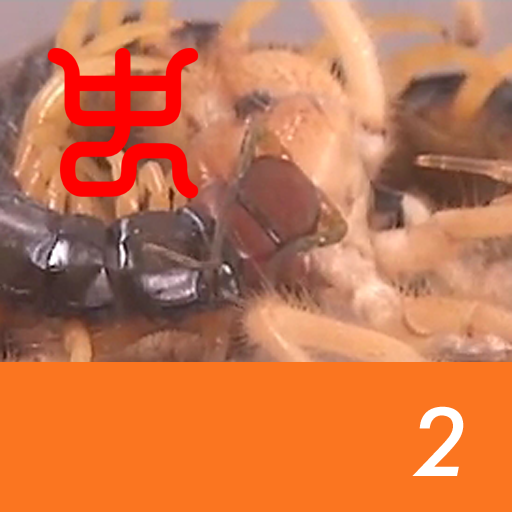 Insect arena 7 - 2.Wind scorpion VS Okinawan giant centipede