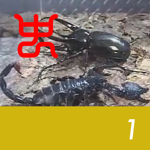 Insect arena 4 - 1.Javan Caucasus stag beetle VS Emperor scorpion