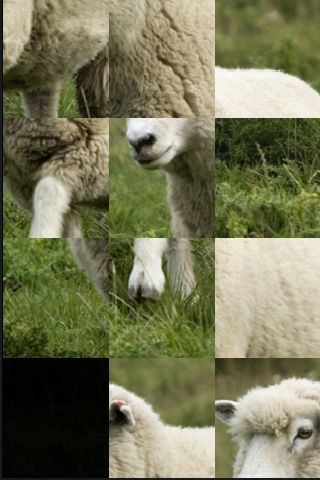 SlidePuzzle - Sheep image #1