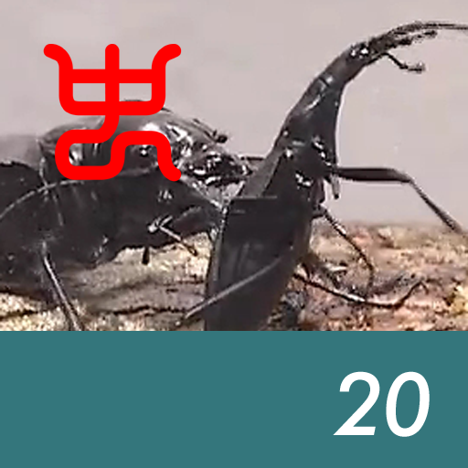 Insect arena 6 - 20.Manticora tiger beetle VS Maimaikaburi carabid beetle