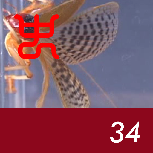 Insect arena 3 - 34.Riock (male) VS  Tanzania mantis