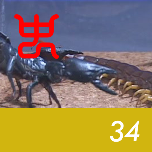 Insect arena 4 - 34.Vietnam giant centipede VS Malaysian black scorpion