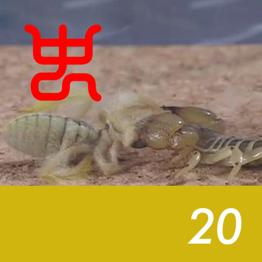 Insect arena 4 - 20.Israel golden VS Long-haired wind scorpion
