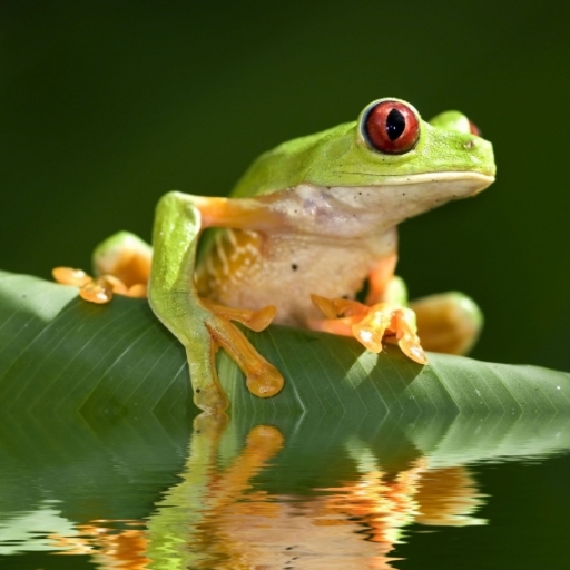 SlidePuzzle - Frog