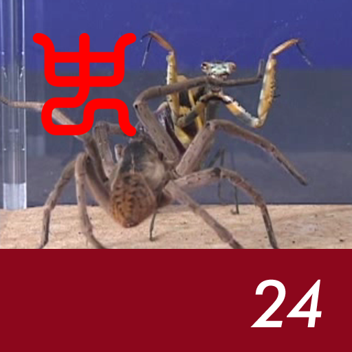 Insect arena 3 - 24.Huntsman spider VS African mantis