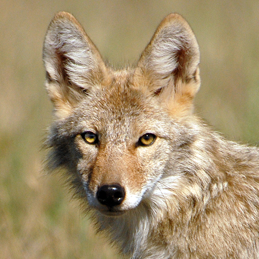 Coyote Audio Sounds