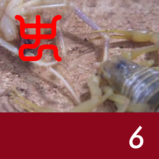 Insect arena 3 - 6.Deathstalker VS Wind scorpion