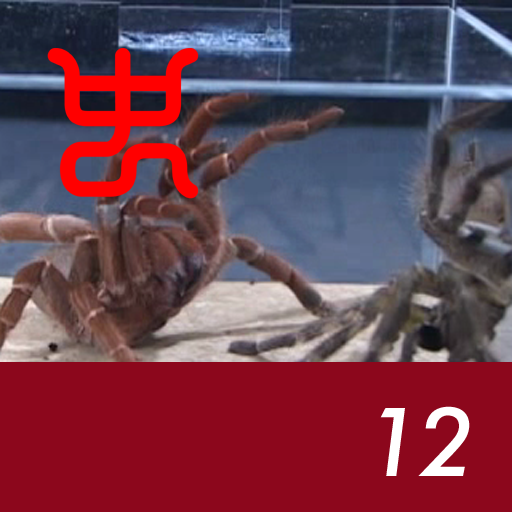 Insect arena 3 - 12.King baboon VS Indian Ornamental