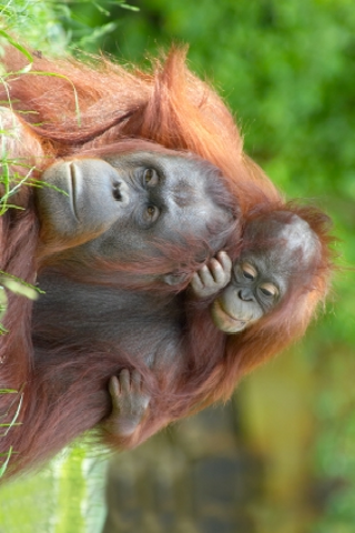 Orangutan Family Slide Puzzle image #1