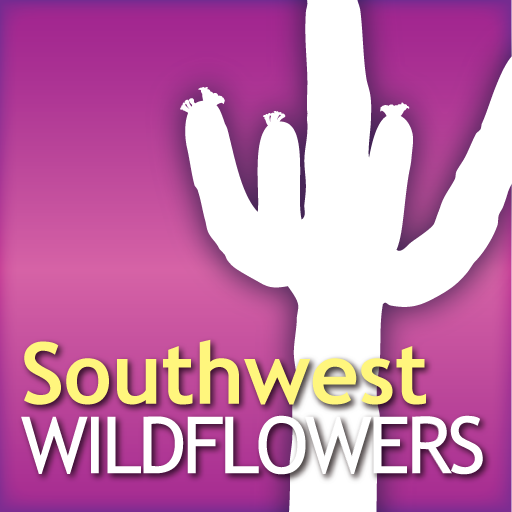 Audubon Wildflowers Desert Southwest– A Field Guide to the Wildflowers of the Desert Southwest