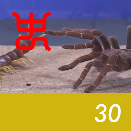 Insect arena 4 - 30.Peruvian giant yellowleg centipede VS King baboon