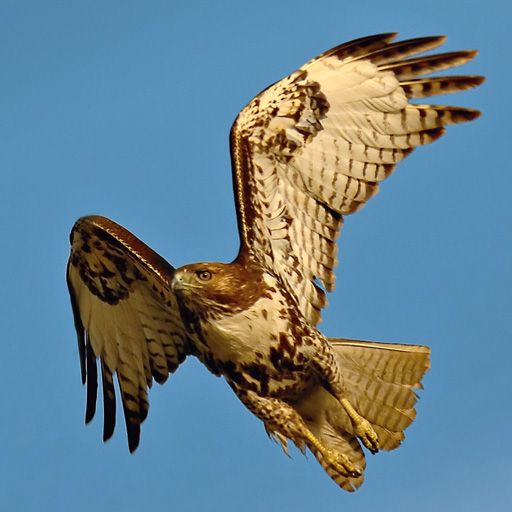 SlidePuzzle - Hawk icon