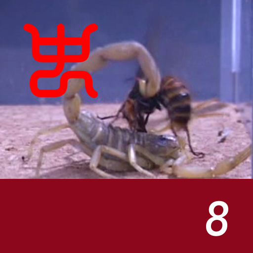 Insect arena 3 - 8.Deathstalker VS Asian giant hornet