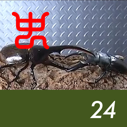 Insect arena 5 - 24.Palawan stag beetle VS Hercules Hercules