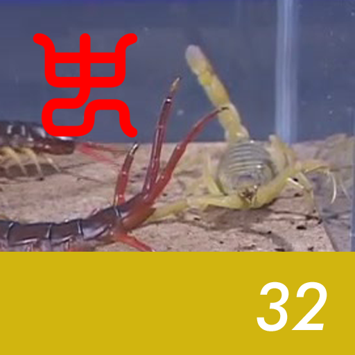 Insect arena 4 - 32.Vietnam giant centipede VS Deathstalker