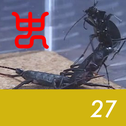Insect arena 4 - 27.Vinegaroon VS Carabid beetle