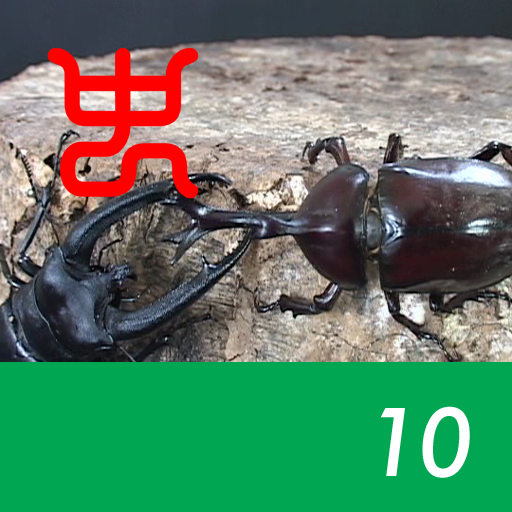 The world's strongest king of insect decision Vol.1 - 10.Japanese horned beetle VS Rhinoceros stag beetle