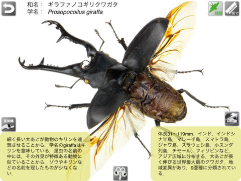 The 3d昆虫 カブトムシ クワガタムシ編 For Ipad Apps 148apps