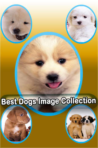 Best Cute Puppies and Cute Cat Wallpapers HD - náhled