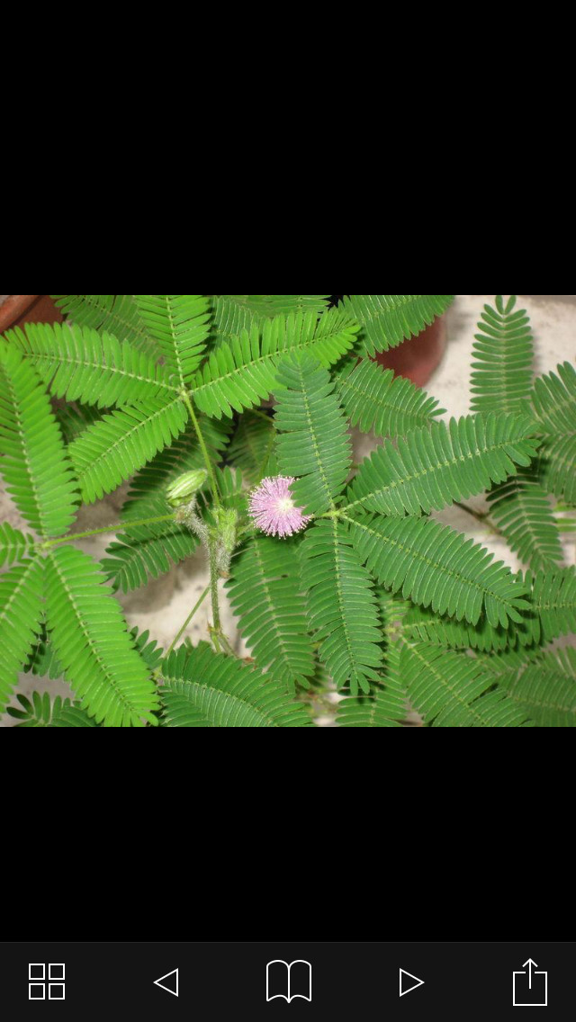 花卉百科－有趣的花卉花草 screenshot 3