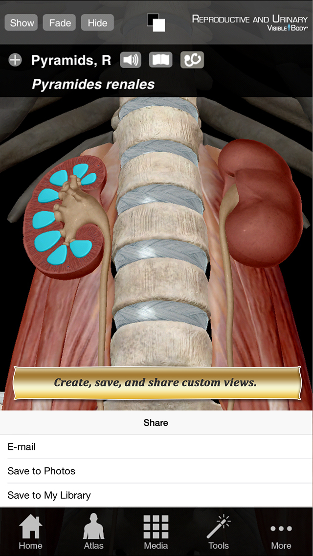 Reproductive and Urinary Anatomy Atlas: Essential Reference for Students and Healthcare Professionals screenshot 3