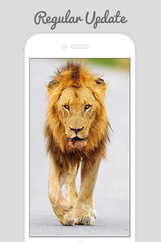 Lion Wallpapers - Big Cats ! - náhled