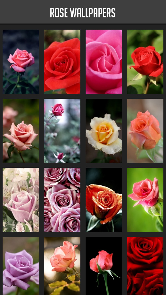 Rose Wallpaper screenshot 1