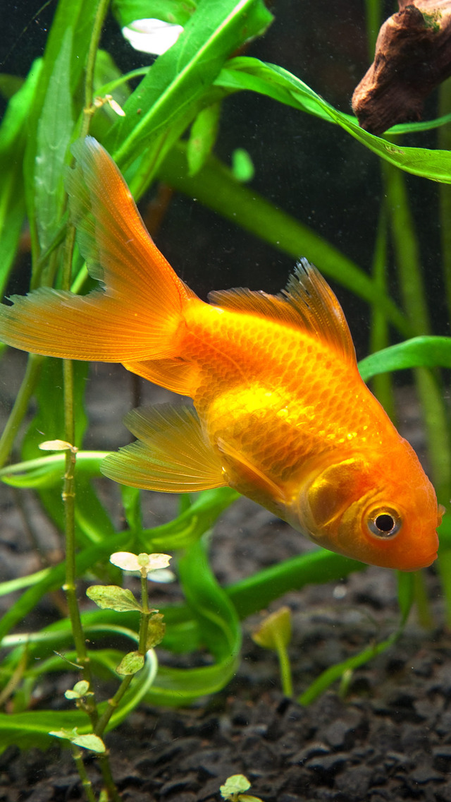 73585 Beautiful Golden Fish Images Stock Photos  Vectors  Shutterstock