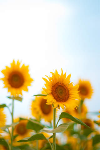 Landscapes of the flower - náhled