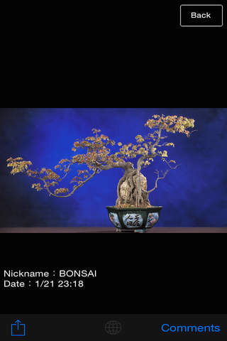 The BONSAI World【みんなの盆栽】 - náhled