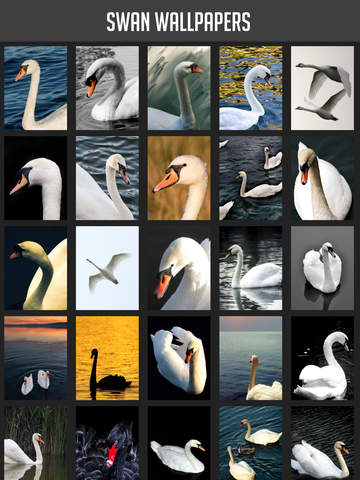 Swan Wallpapers screenshot 6