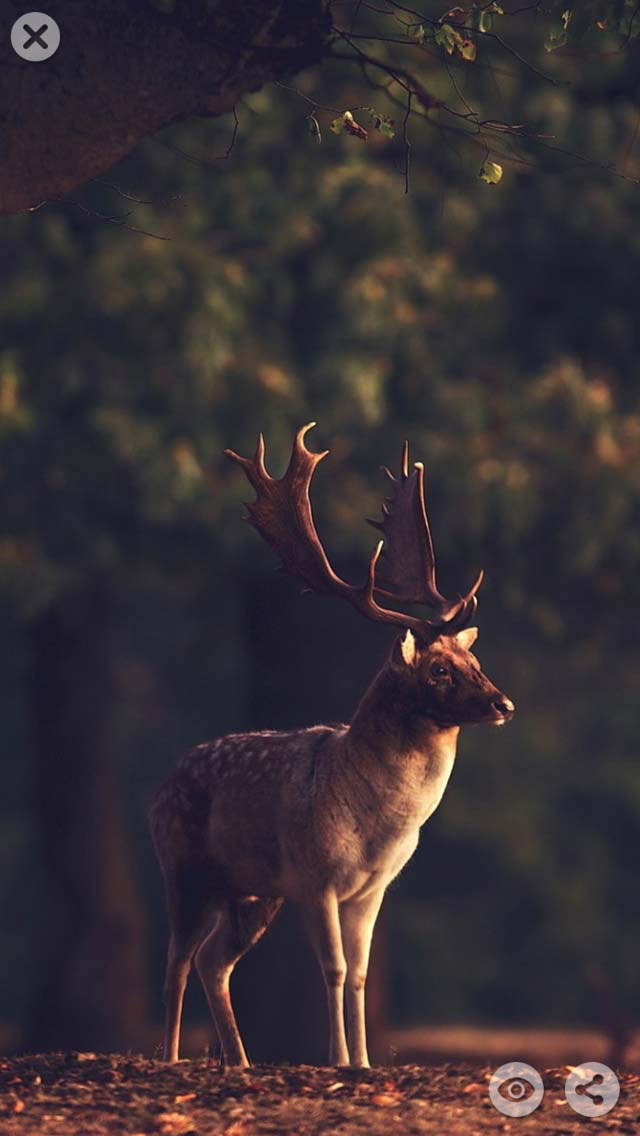 Hunting Wallpapers  Top Free Hunting Backgrounds  WallpaperAccess