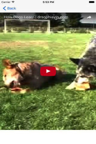 Dog Training (Free) - náhled