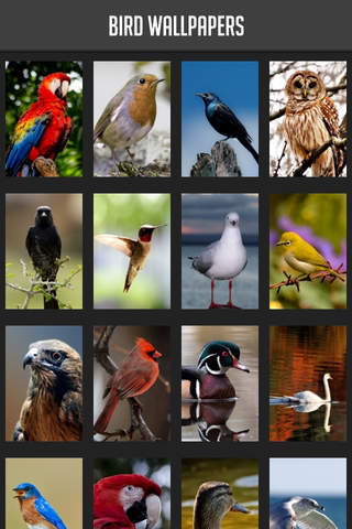 Bird Wallpapers - náhled