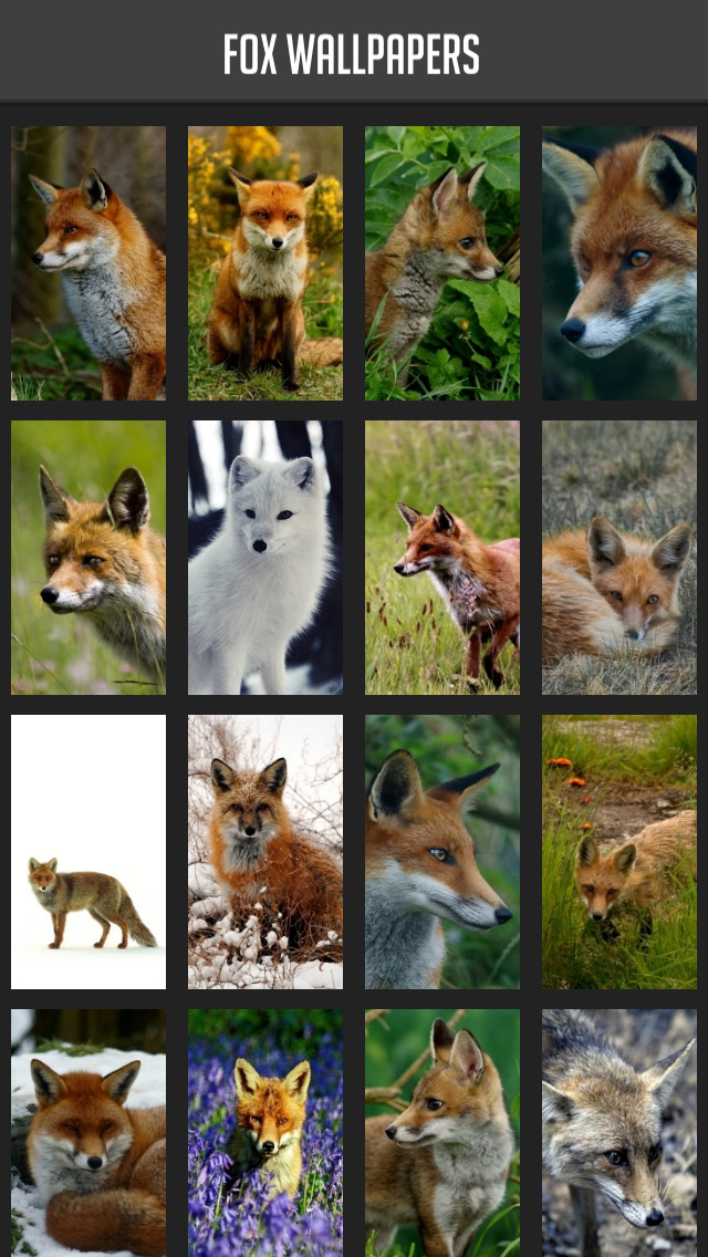Fox Wallpapers screenshot 1