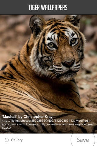 Tiger Wallpaper - náhled